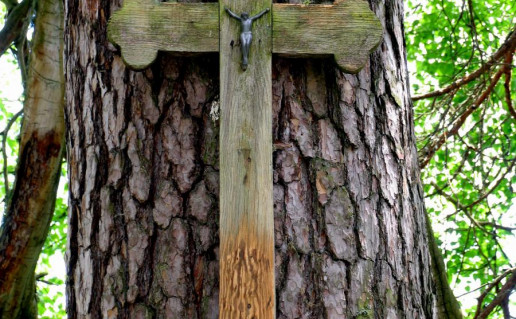 1_Salako pušis (3).jpg